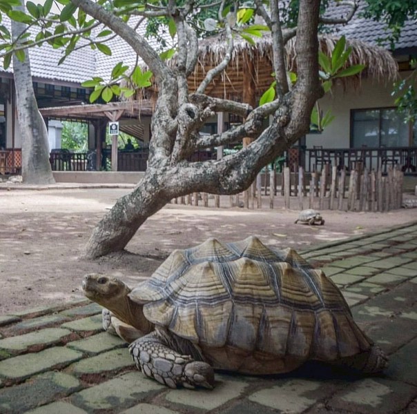 Botany Beach Resort, фото 5